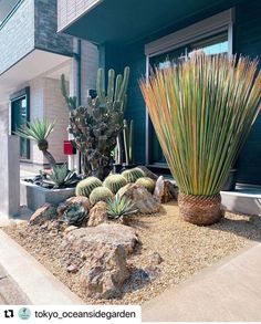 some plants and rocks in front of a building