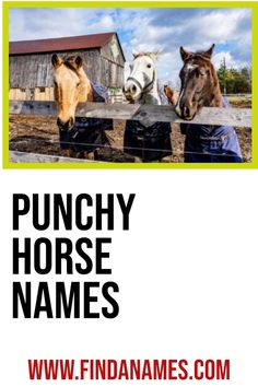 two horses standing next to each other behind a fence with the words punchy horse names on it