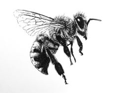 a black and white drawing of a bee flying in the air with its wings spread