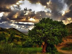 a large tree sitting in the middle of a lush green field under a cloudy sky