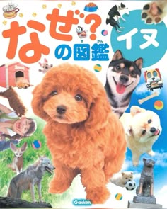 an orange dog with many different dogs around it