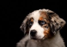 a brown and white dog with blue eyes looking at the camera on a black background