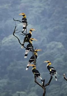 there are many birds that are perched on the tree limb together in this photo, one is black and white with yellow beaks