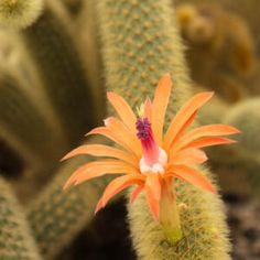 an orange flower is in the middle of some cacti