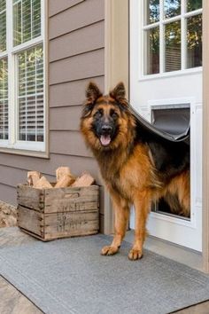 a dog is standing in the open door of a house