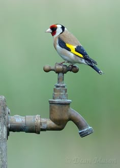 a small bird perched on top of a faucet next to a water pipe