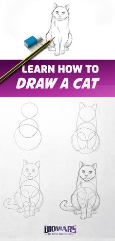 how to draw a cat for beginners with step by step instructions and video guide