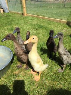 four ducks are standing in the grass near a bowl and fenced area with a chicken coop