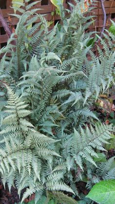 'ghost' lady fern Ghost Fern, Ghost Lady, Lady Fern, Fine Gardening Magazine, Butchart Gardens