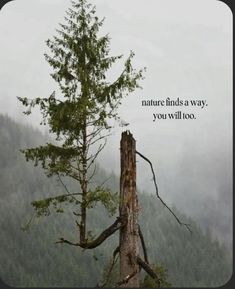 a lone tree in the middle of a forest with a quote about nature finds a way, you will go