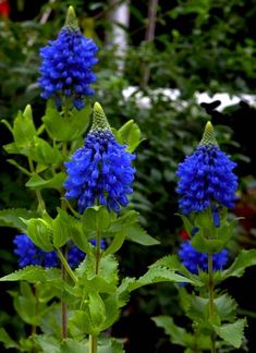 blue flowers with green leaves in the foreground