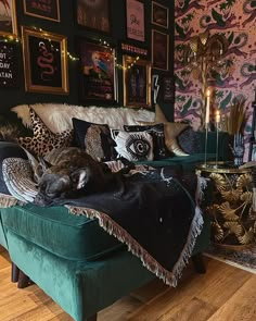 a cat laying on top of a green couch next to a wall covered in pictures