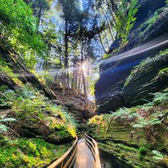 a wooden walkway in the middle of a forest filled with green plants and tall trees