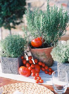 tomatoes and rosemary in pots on a table