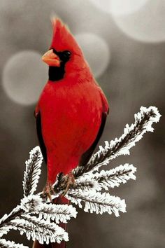 a red bird sitting on top of a pine tree branch covered in white snow with blurry lights behind it