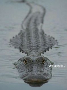 an alligator's head is shown in the water with its long tail sticking out