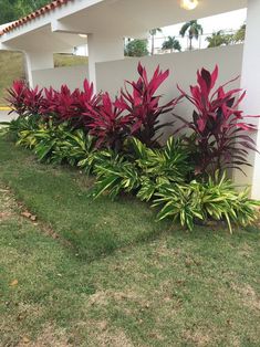 some very pretty flowers by the side of a building with grass and bushes in front of it