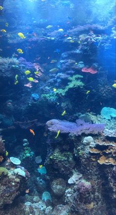 a large aquarium filled with lots of different types of fish and corals in the water