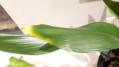 a green plant with large leaves near a white wall