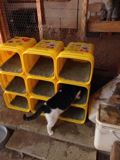 a black and white cat standing on top of a yellow shelf filled with litter boxes