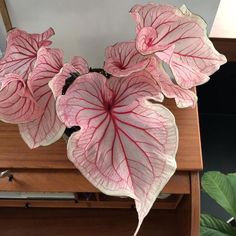 three pink and white flowers sitting on top of a wooden table