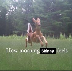 a dog jumping up in the air to catch a frisbee