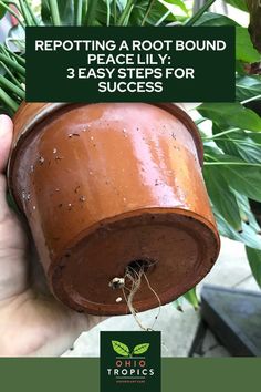 a person holding up a potted plant with the words repottiting a root bound pe