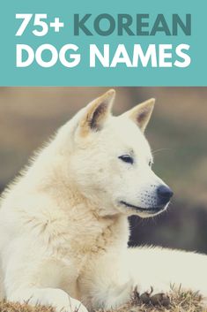 a white dog laying in the grass with text overlay that reads 75 + korean dog names