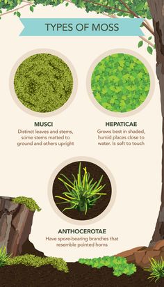 the different types of moss growing on trees and shrubs are shown in this graphic diagram