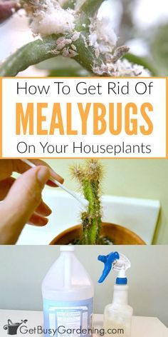 how to get rid of fleay bugs on your houseplants and keep them fresh