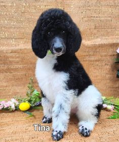 a black and white poodle sitting on top of a wooden floor next to flowers