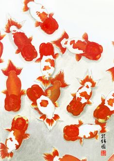 a group of red and white fish floating on top of water