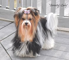 a dog that is sitting down on the ground with a bow in it's hair