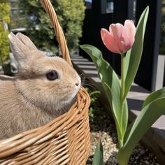 a rabbit sitting in a basket next to a pink flower