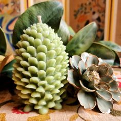 a close up of two plants on a table with other items in the back ground