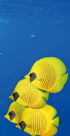 three yellow fish swimming in the blue water