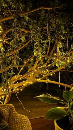 there is a tree with lights on it and some potted plants in the foreground