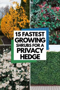 different types of shrubs with the words 15 fastest growing shrubs for a privacy hedge