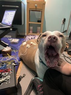 a dog yawns while laying on the floor next to a laptop and wires