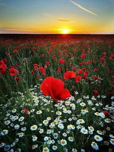 a field full of white and red flowers with the sun setting in the distance behind it