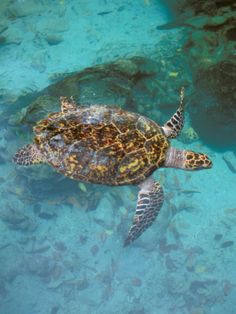 a sea turtle swimming in clear blue water