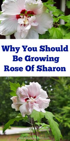 two flowers with the words why you should be growing rose of sharon on them