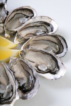 an arrangement of oysters on a white plate with a lemon wedge in the middle