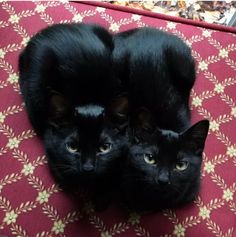 two black cats laying next to each other