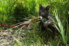 a black cat is playing in the grass with a stick and some reeds while holding on to it's tail