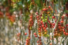 many tomatoes are growing on the vine