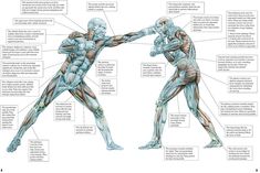 an image of the muscles and their functions in a bodybuilding exercise diagram with text