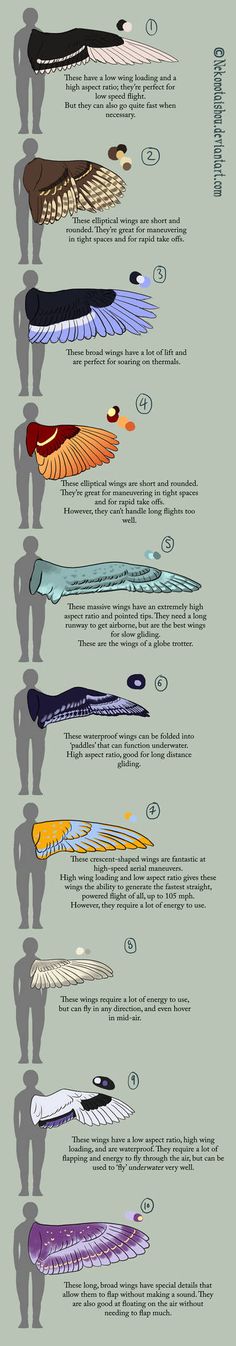 an image of the different types of feathers