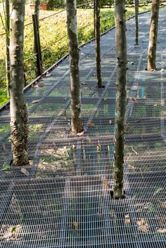 several trees that have been planted in the middle of an area with mesh covering them