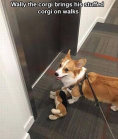 a corgi dog is standing in front of an open door